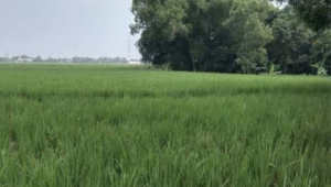 DKPP Karawang Optimis Panen Padi Tahun 2026 Capai 1.418.000 Ton