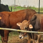 Bagian Kesra Pemkab Karawang Beli Sapi  Limosin 440 Juta Pake APBD Buat Idul Adha