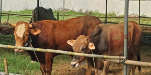 Bagian Kesra Pemkab Karawang Beli Sapi  Limosin 440 Juta Pake APBD Buat Idul Adha
