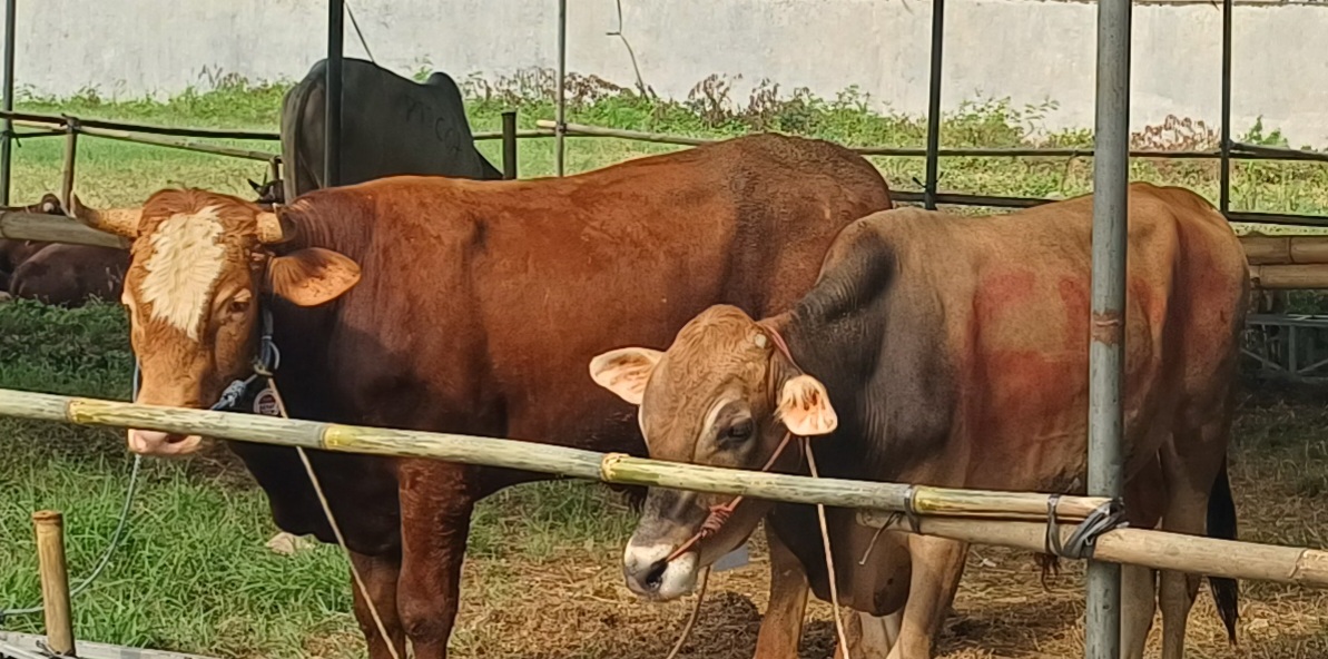 Bagian Kesra Pemkab Karawang Beli Sapi  Limosin 440 Juta Pake APBD Buat Idul Adha